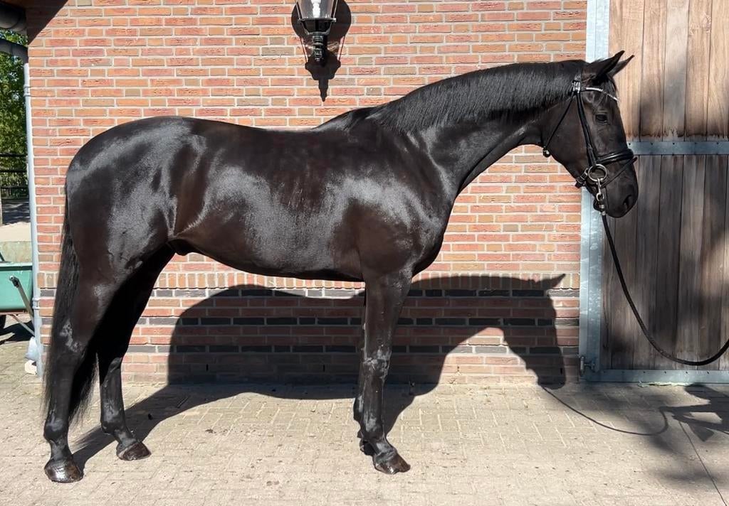 3 jarige ruin van Glamourdale, Dieren en Toebehoren, Paarden, Ruin, Dressuurpaard, 3 tot 6 jaar