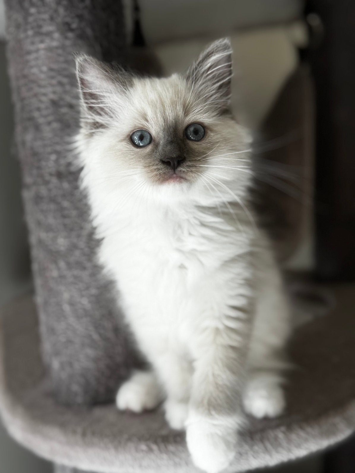 Ragdoll kittens knap geweldig kakrakter mogen verhuizen, Meerdere dieren, Met stamboom
