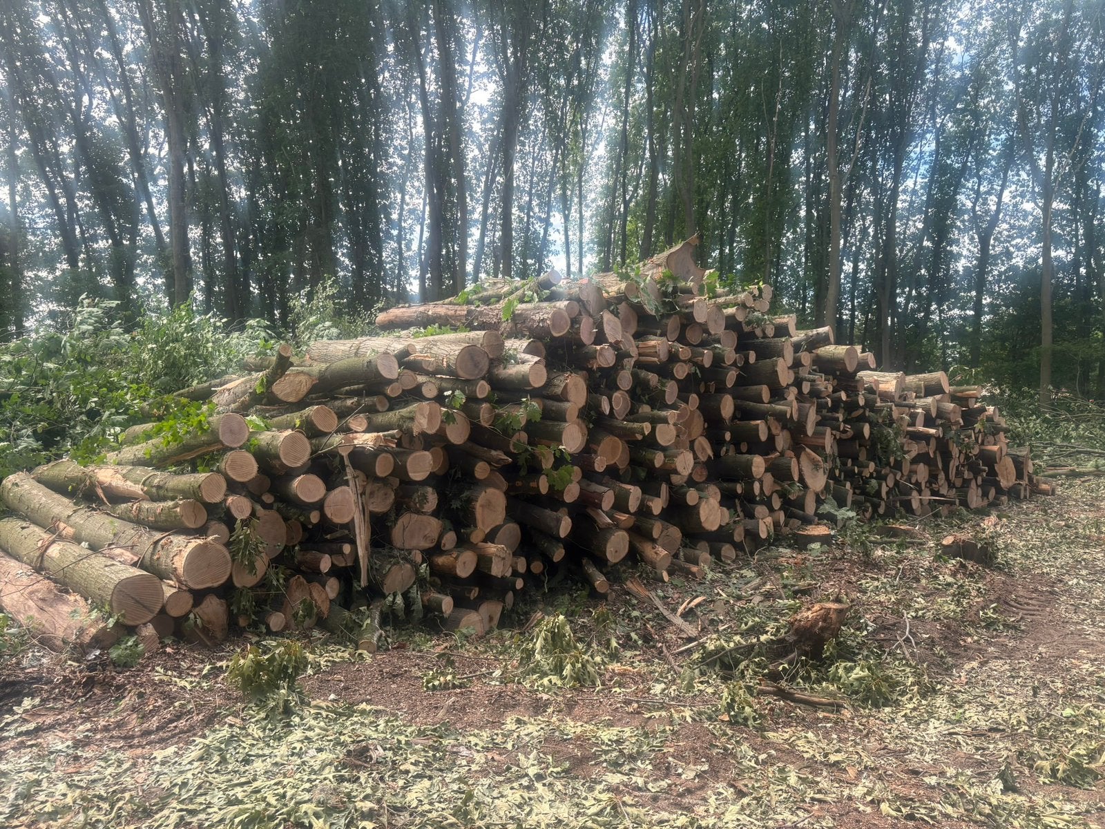 Brandhout eik 3 meter, Minder dan 3 m³, Ophalen