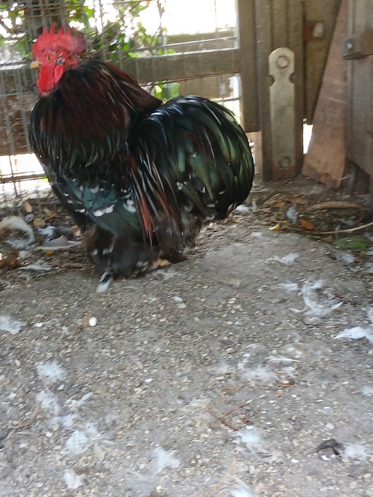 cochin kriel duo, Dieren en Toebehoren, Pluimvee, Meerdere dieren, Kip