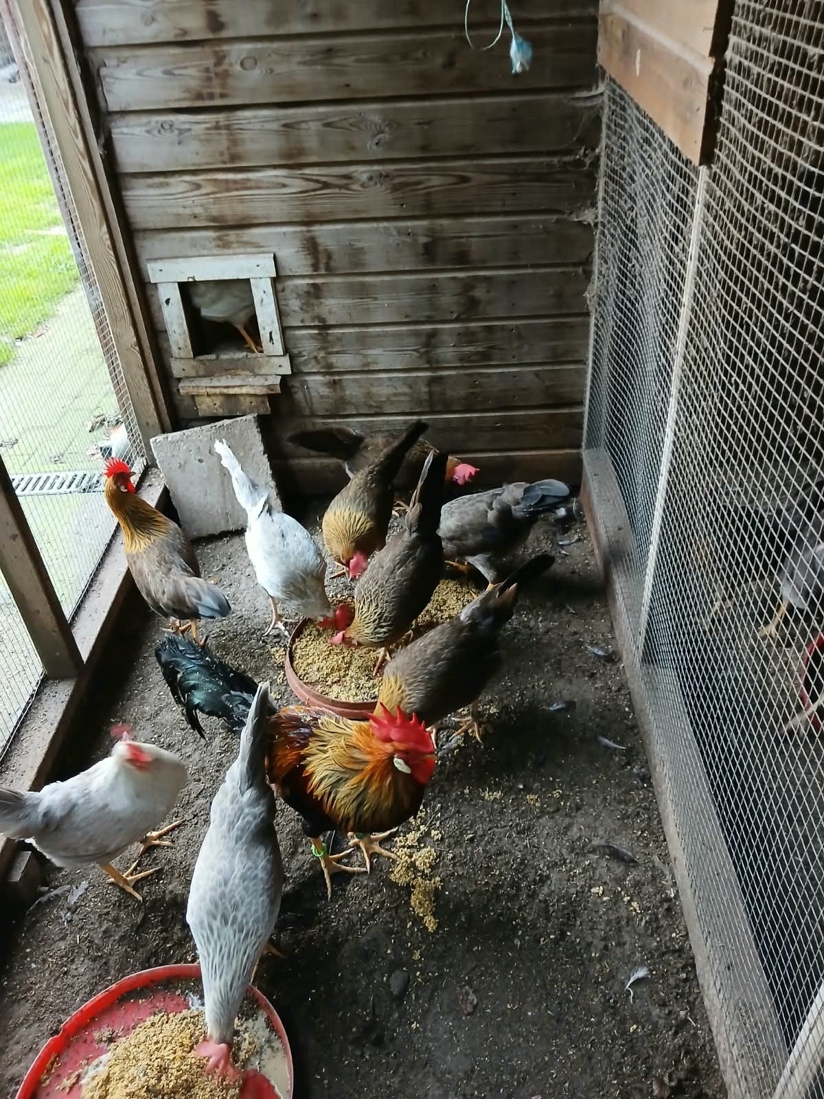 leghorn (groot), diverse kleuren, Dieren en Toebehoren, Meerdere dieren, Kip