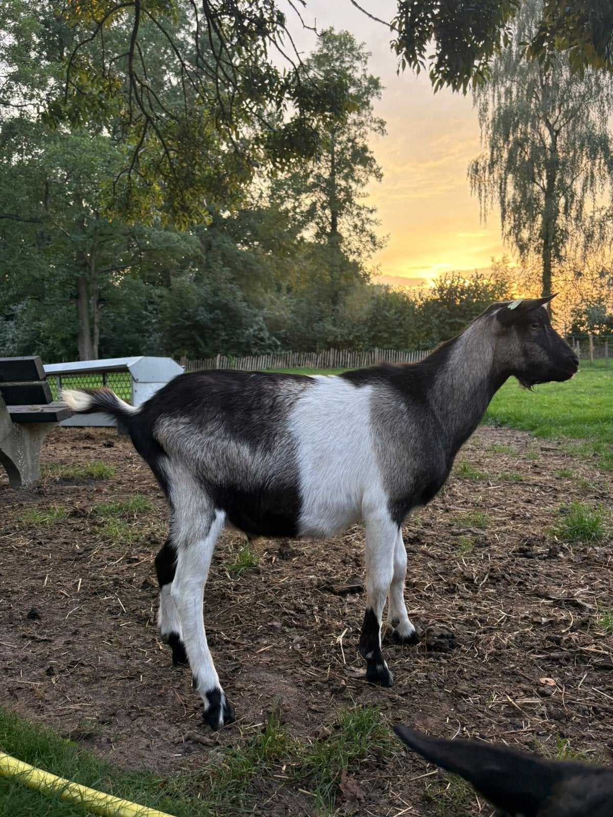 zwartbonte bok, Dieren en Toebehoren, Mannelijk, Geit, 0 tot 2 jaar