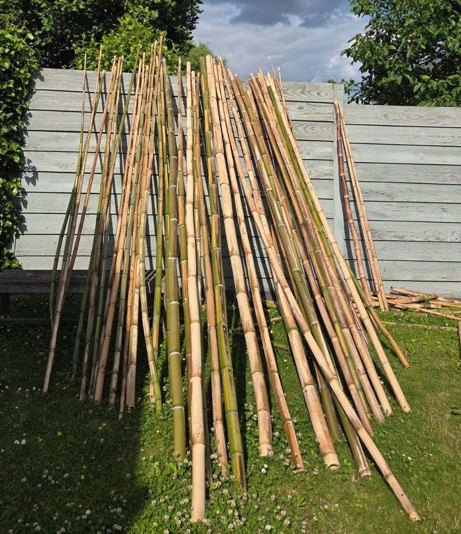 Verse bamboe!, Ophalen of Verzenden, Zo goed als nieuw, 250 cm of meer, Overige typen