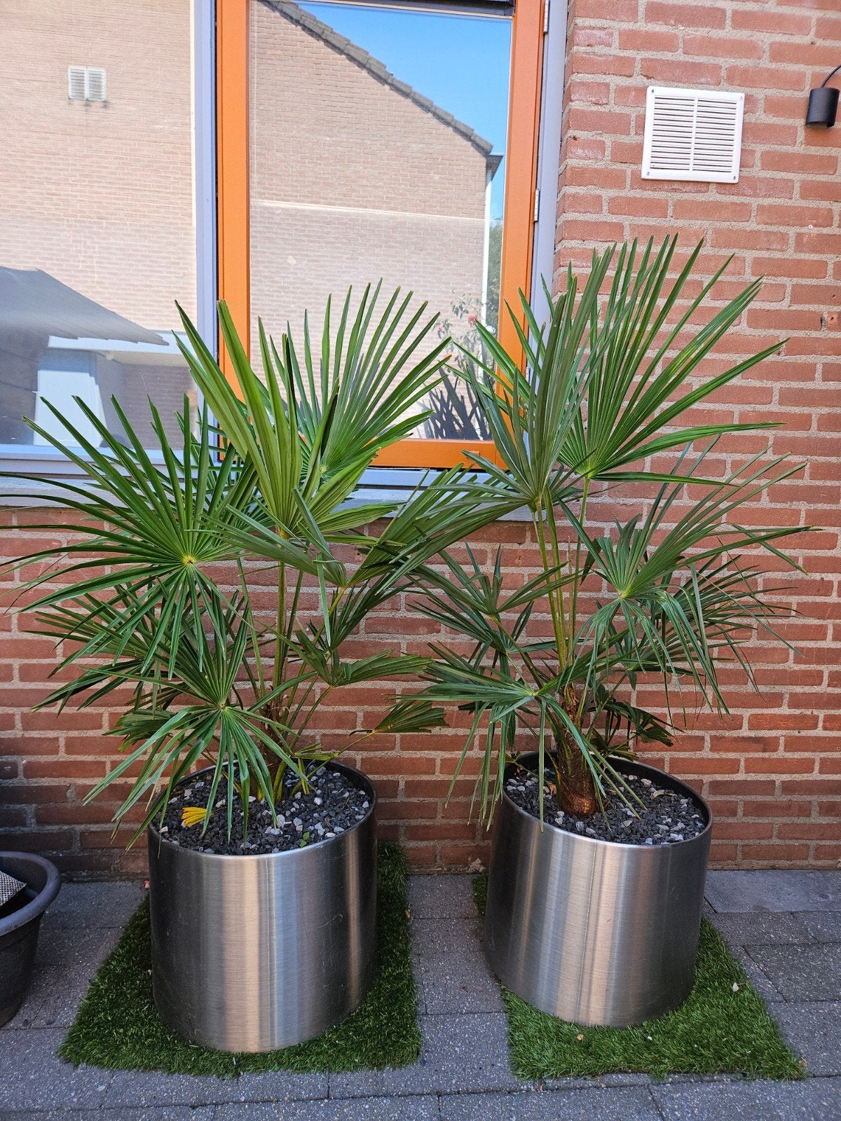Palmboom 130cm Trachycarpus fortunei WaaierPalm, Tuin en Terras, Planten | Bomen, Minder dan 100 cm, Zomer, Palmboom, Ophalen
