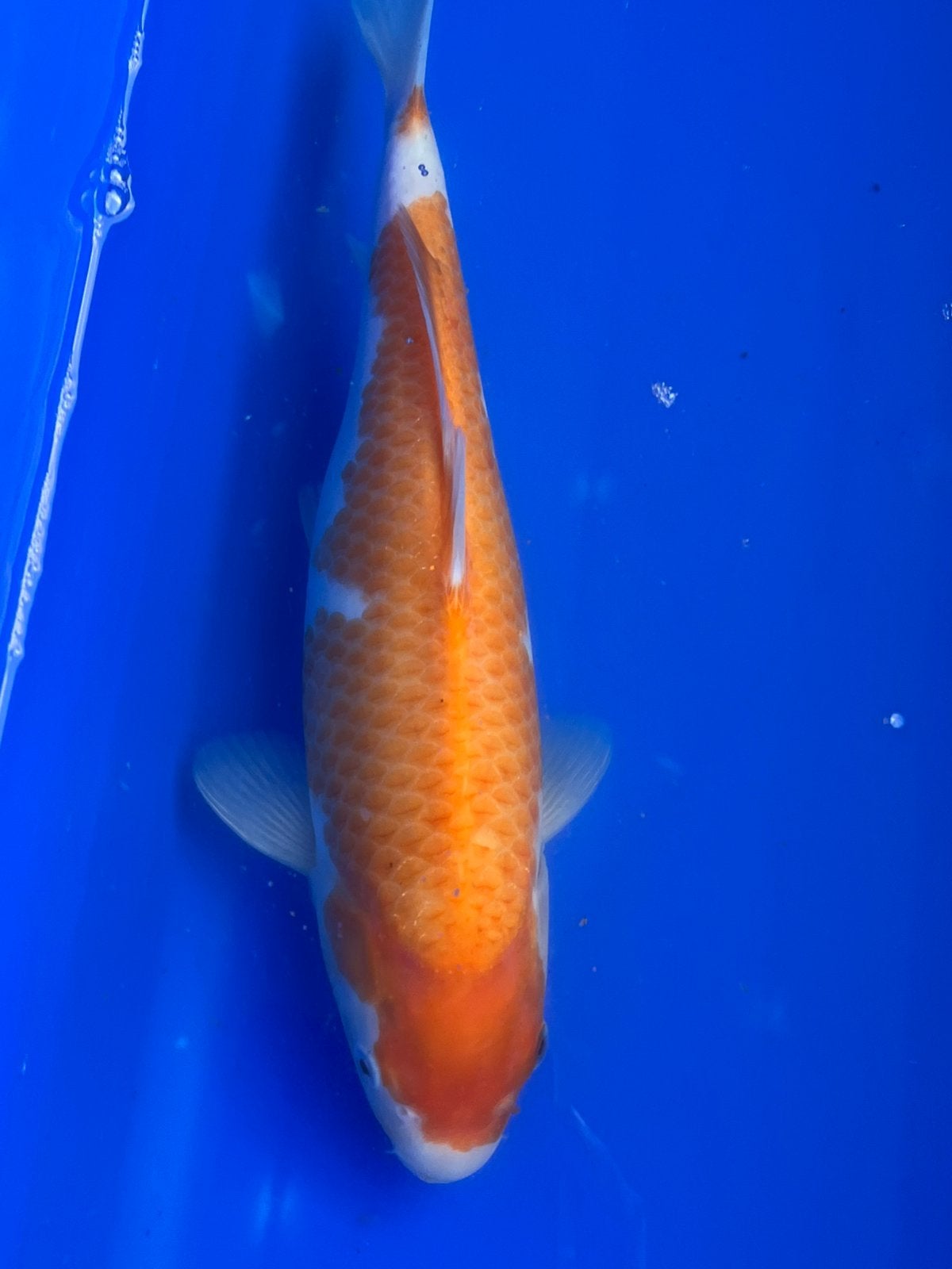 Kohaku, Dieren en Toebehoren, Karper of Koi