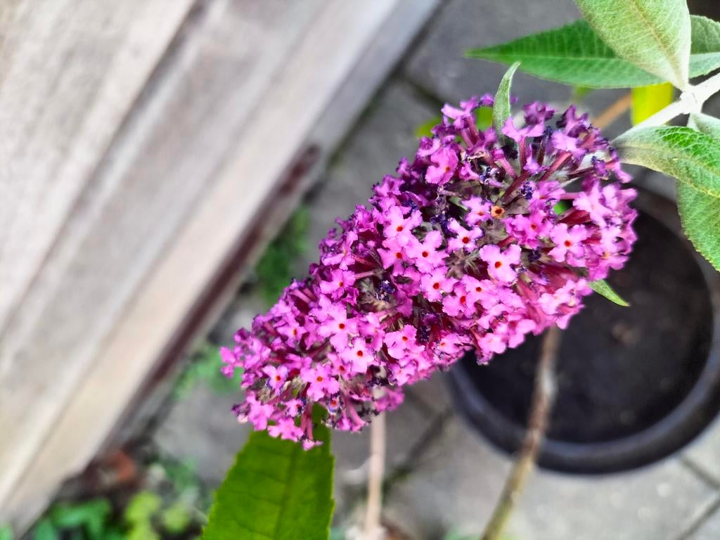 Vlinderstruikstekken, roze-paars, per stuk €2,50, Tuin en Terras, Ophalen, Vlinderstruik, Struik, 100 tot 250 cm