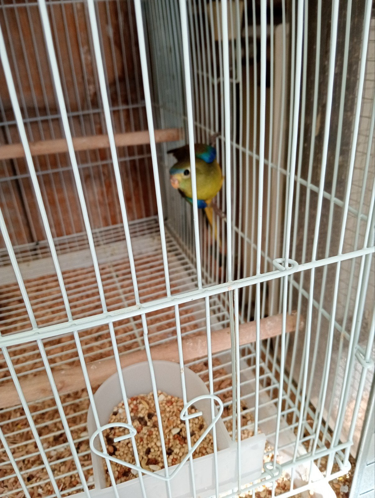 Tuqaisne baby.s te koop, Dieren en Toebehoren, Vogels | Parkieten en Papegaaien, Meerdere dieren, Dwergpapegaai of Agapornis, Geringd