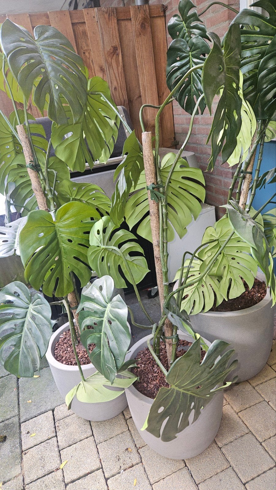 Grote Kunst Monstera Deliciosa planten in pot, Ophalen