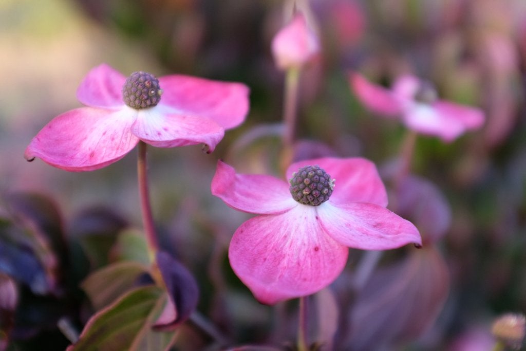 Cornus diverse soorten en maten, Ophalen, Halfschaduw, Overige soorten, Lente