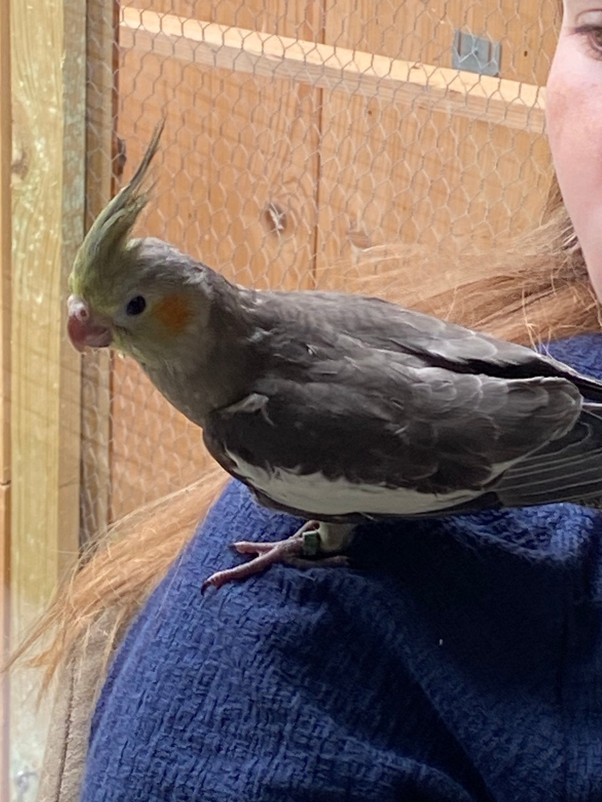 jonge tamme valkparkieten te koop, Dieren en Toebehoren, Meerdere dieren, Parkiet, Geringd
