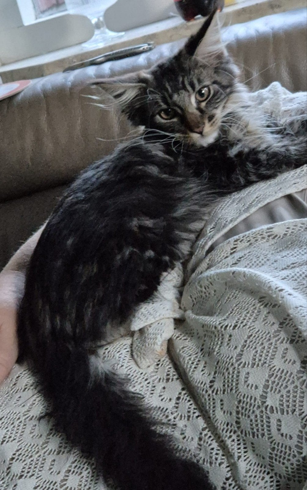 mainecoon kittens kater maine coon, Meerdere dieren, Gechipt