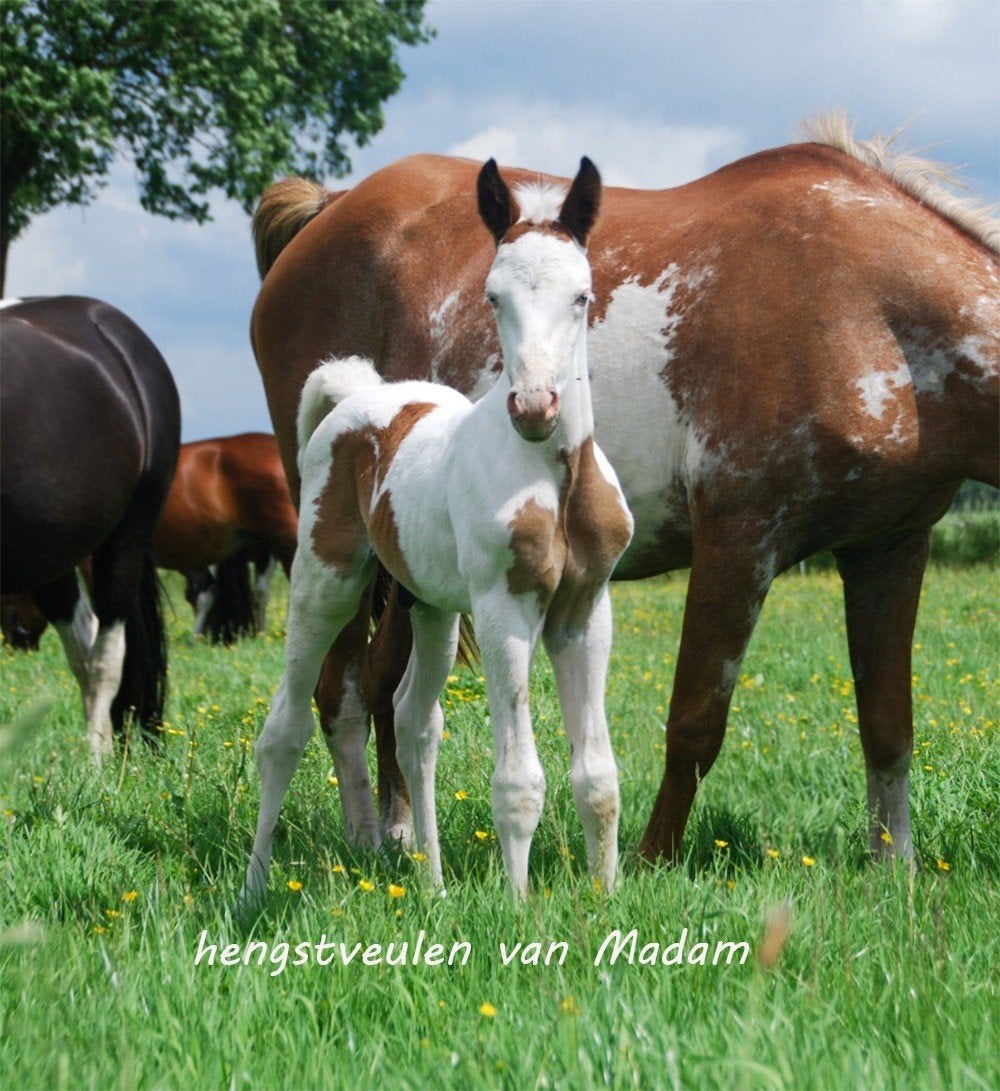 Lieve, makke bonte veulens, paint, 160 tot 165 cm, 0 tot 2 jaar