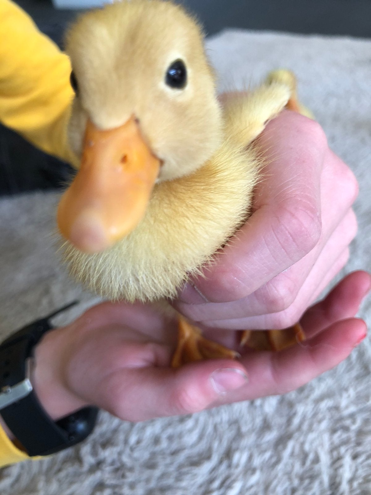 Tamme loopeend pulletjes, Dieren en Toebehoren, Mannelijk, Eend