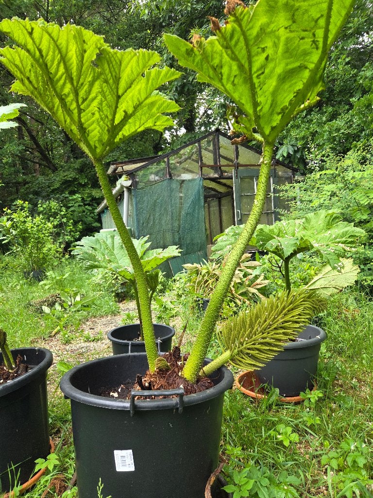 Gunnera Manicata, Volle zon, Vaste plant, Zomer, Ophalen