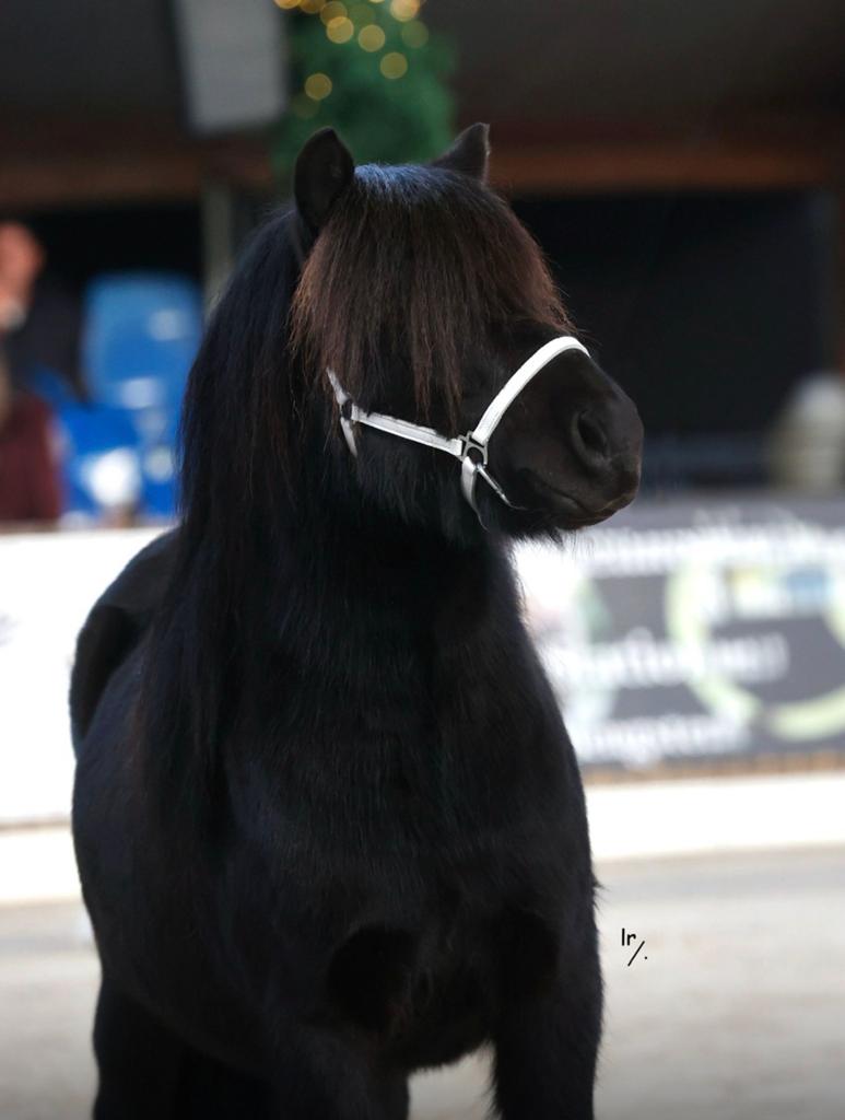 ❣️Prachtige stamboek grote maat hengst!! Top chique🩵🩵💙, Dieren en Toebehoren, Pony's, Ruin, Onbeleerd, 11 jaar of ouder, Recreatiepony