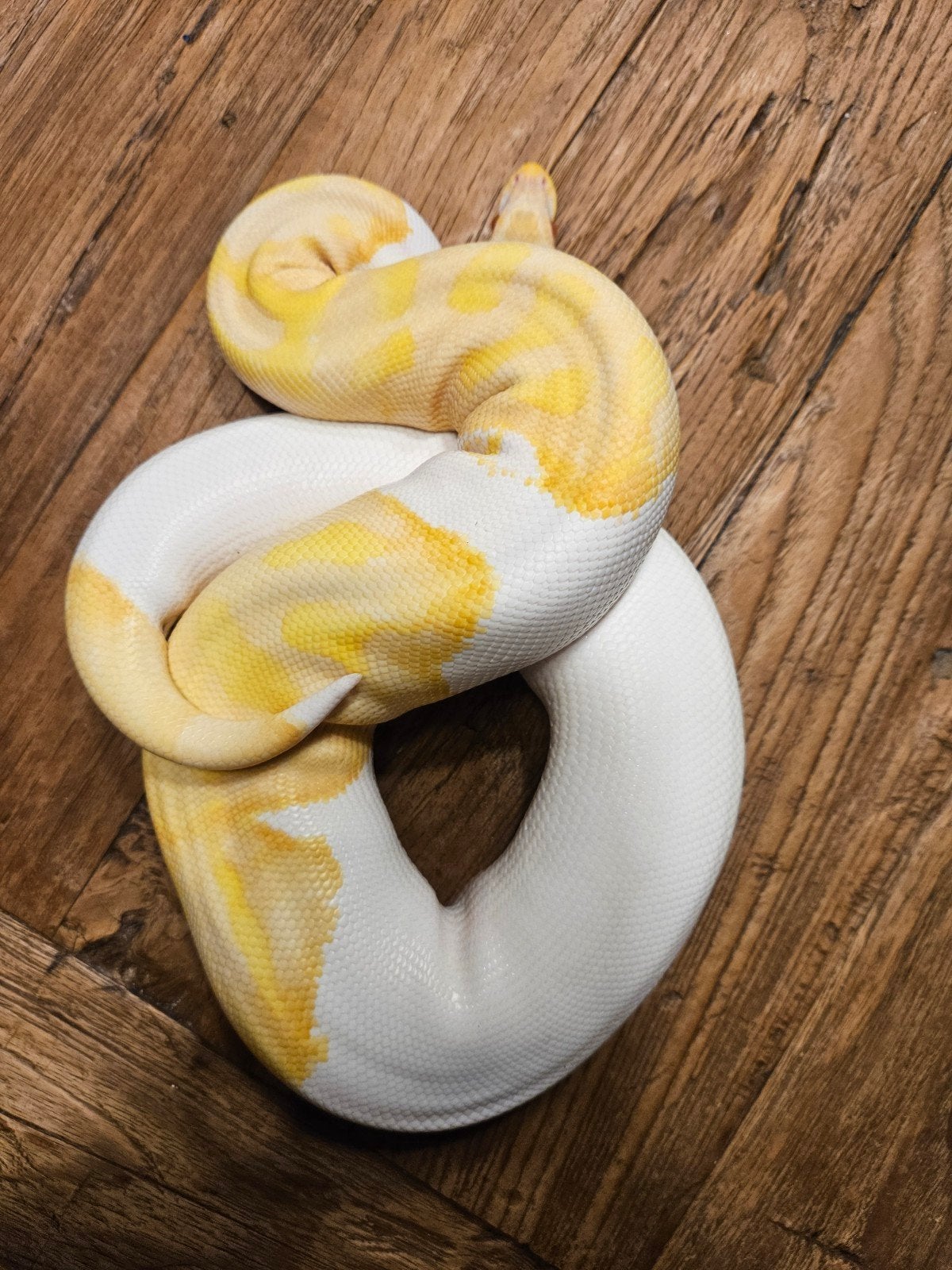 Koningspython Piebald man en vrouw Ball Python photo 3