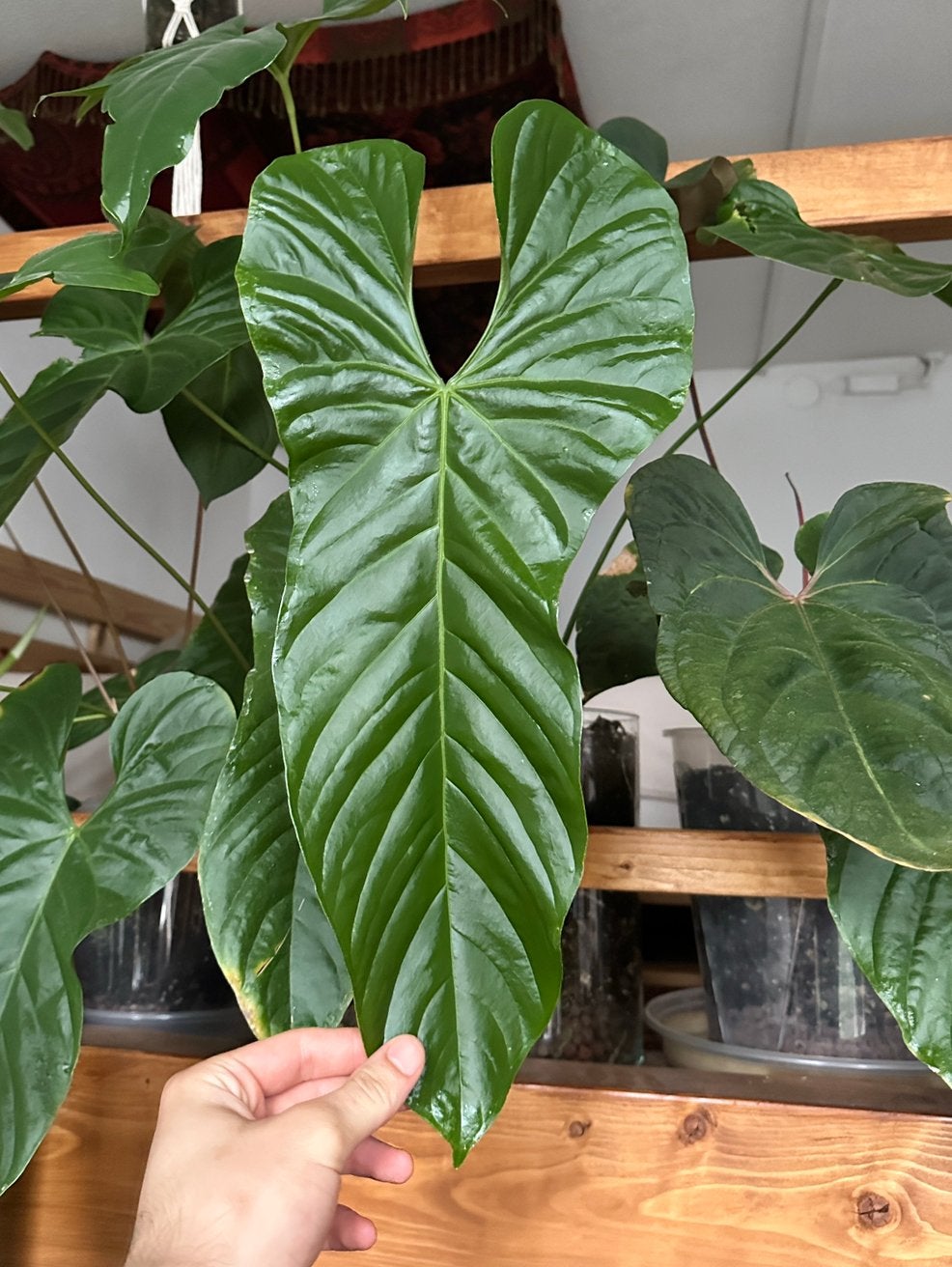 Anthurium balaoanum x veitchii (stek), Ophalen of Verzenden, Halfschaduw, Minder dan 100 cm