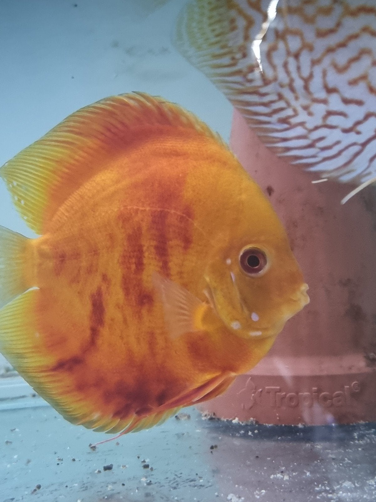 mooie discus vis, Dieren en Toebehoren, Vis