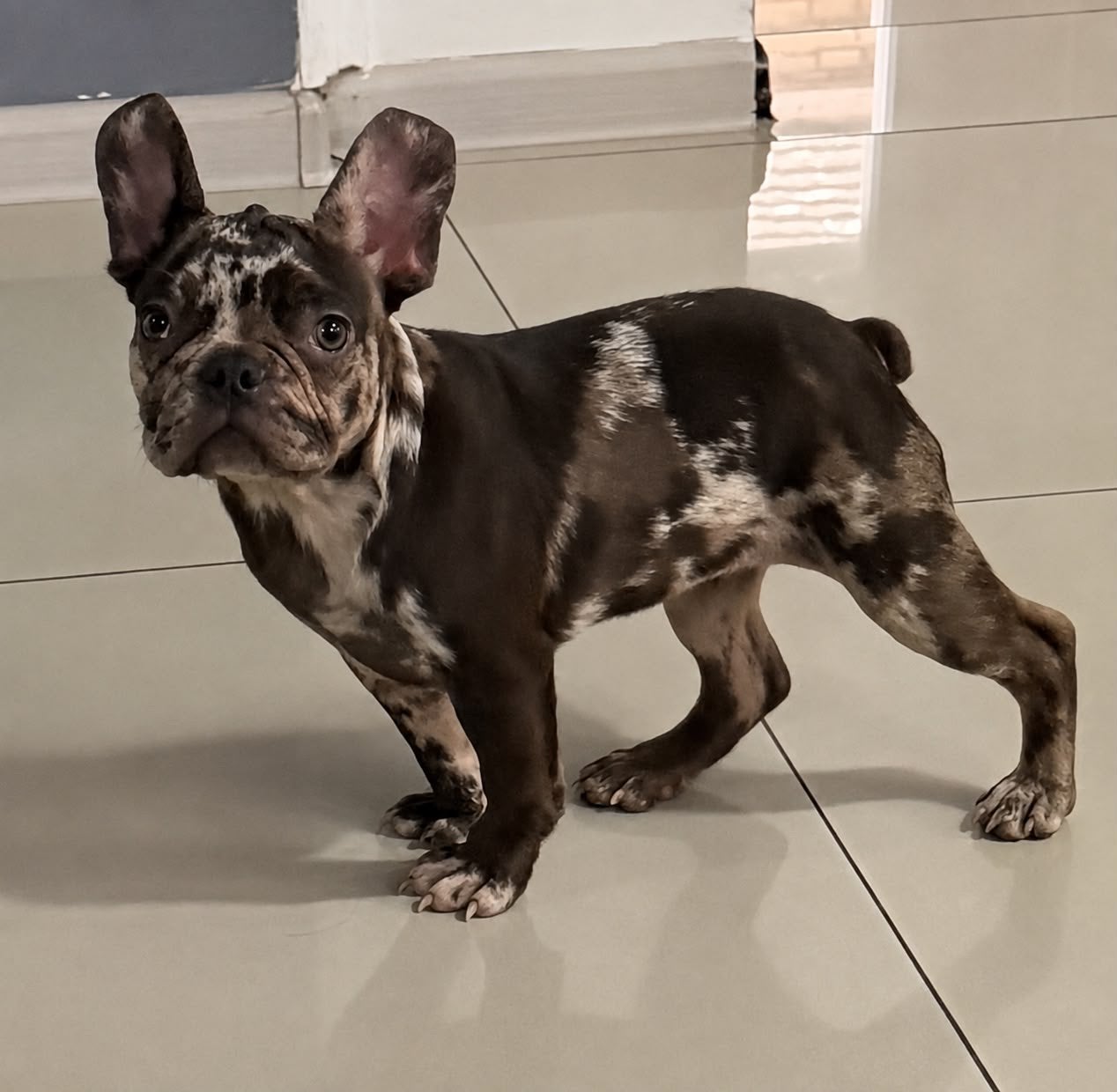 Franse bulldog choco merle pup teefje te koop, 15 weken tot 1 jaar, Teef, Bulldog, Eén hond