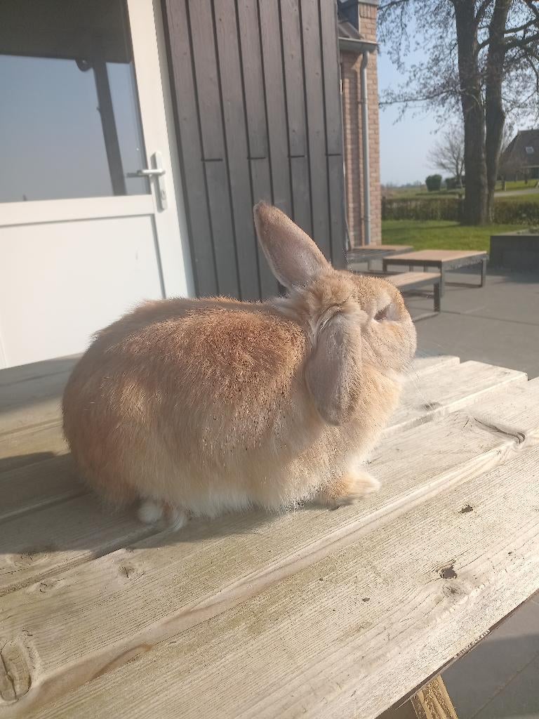 Mooie konijnen, Dieren en Toebehoren, Mannelijk, Middelgroot, 0 tot 2 jaar