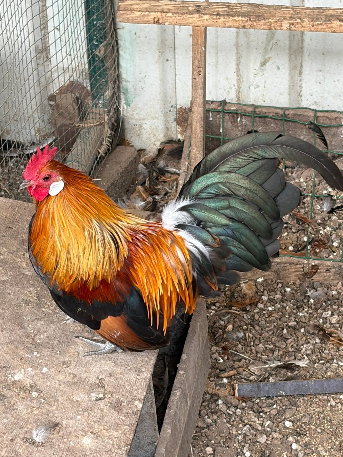 Prachtig Hollandse kriel (fok-)haantje, Dieren en Toebehoren, Mannelijk, Kip