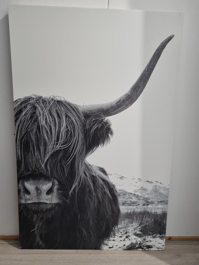 Canvas schilderij Schotse Hooglander zwart-wit, Ophalen