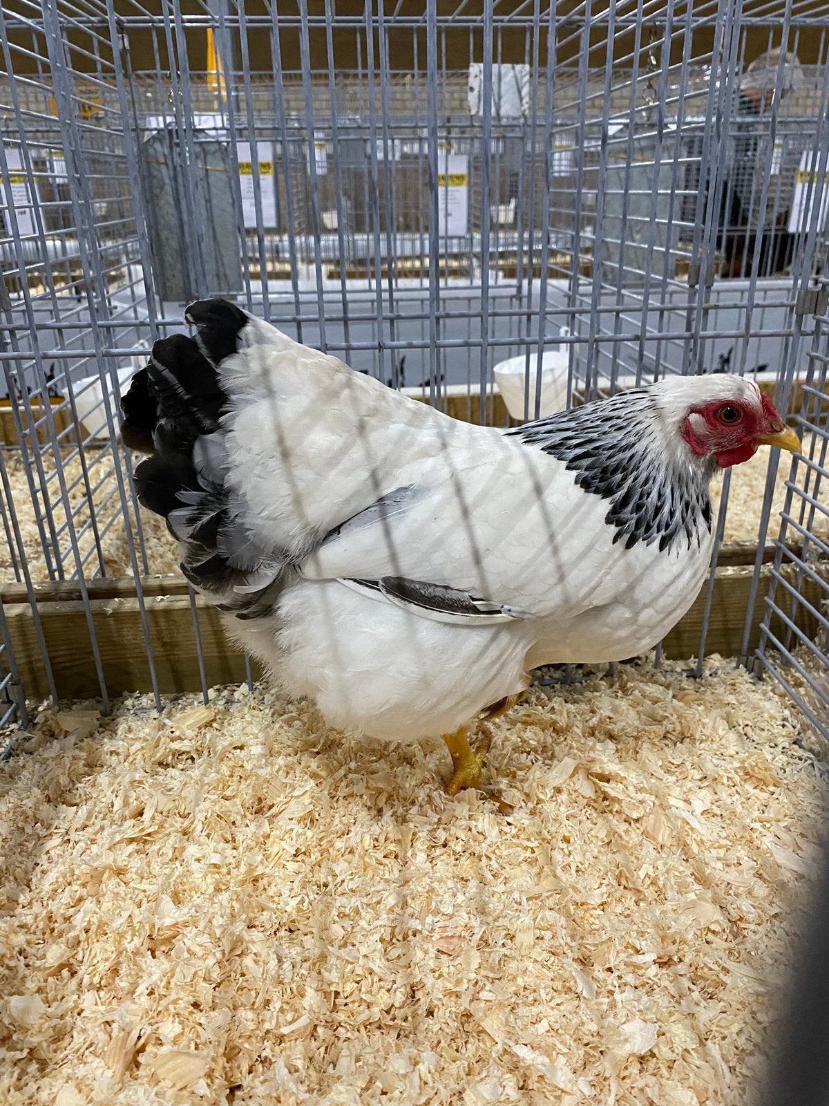 Wyandotte krielen, Meerdere dieren, Kip