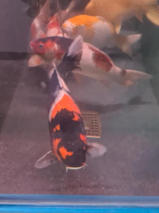 Import HQ Handpick koi - 40 /50 cm - Koidream Valburg, Karper of Koi