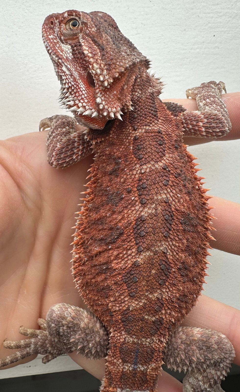 Baardagaam Vrouw Bearded Dragon photo 3