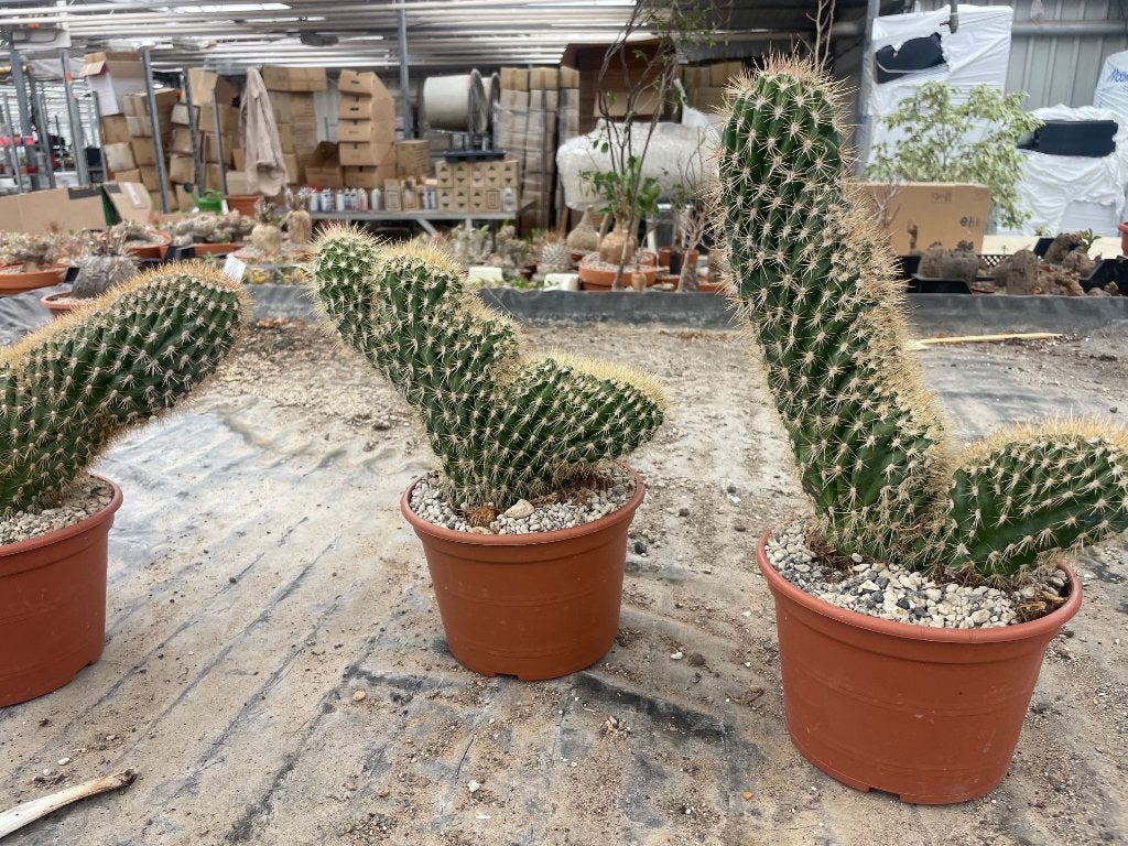 Cactus Pachycereus Pringlii Cristaat potmaat 17cm, Ophalen of Verzenden, Minder dan 100 cm, Bloeiende kamerplant, Volle zon