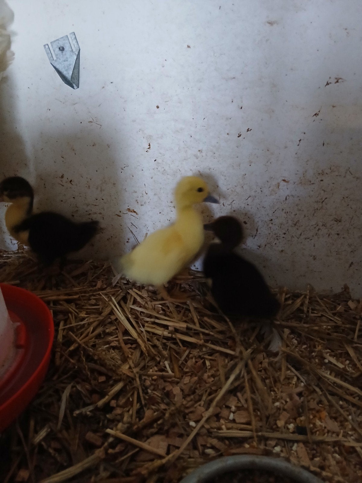 Pulletjes muskuseend, Dieren en Toebehoren, Kip