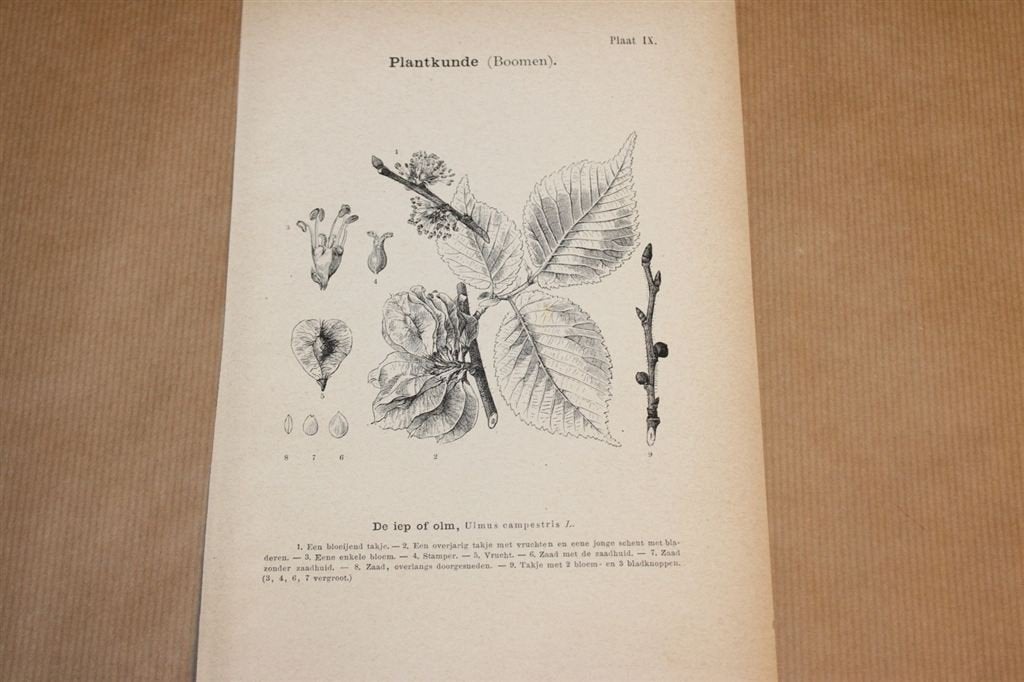 Antieke botanische prent - Iep of Olm - 1875 !!, Verzamelen, Ophalen of Verzenden, Voor 1940, Gebruikt, Overige onderwerpen
