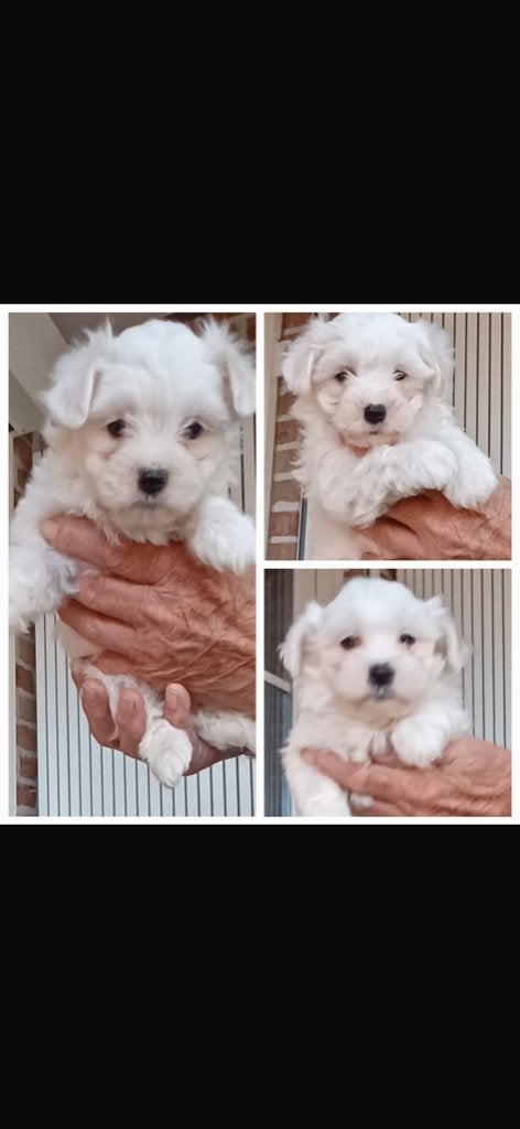 maltezer puppy's, België, Maltezer, Particulier, 8 tot 15 weken