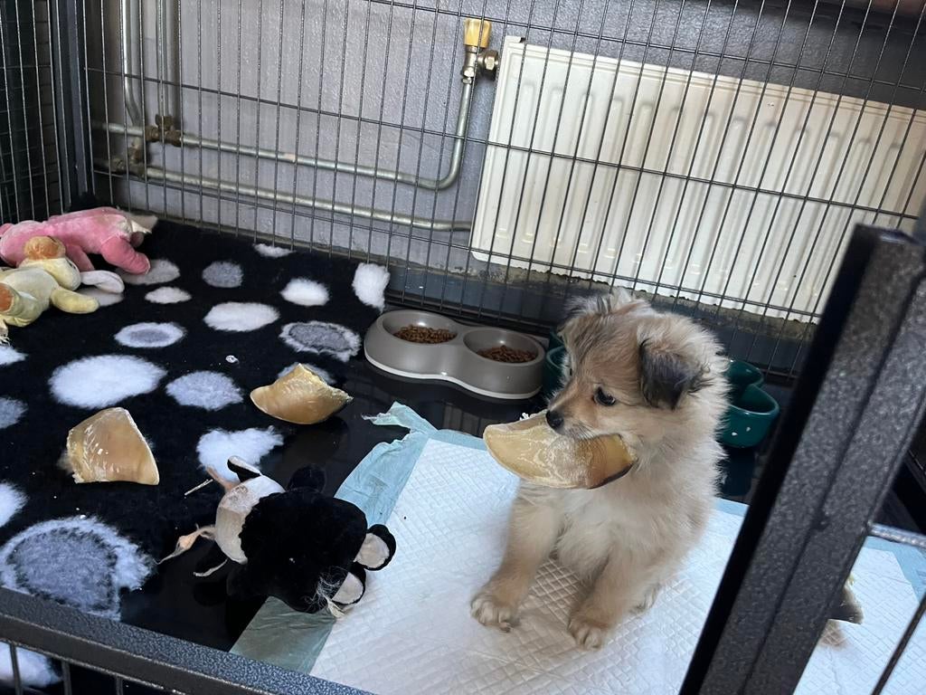pups🐾maltipoo x pomeriaan  ! 🐶🩷🩵🩵 mogen verhuizen, Parvo, Overige rassen, 8 tot 15 weken, Meerdere
