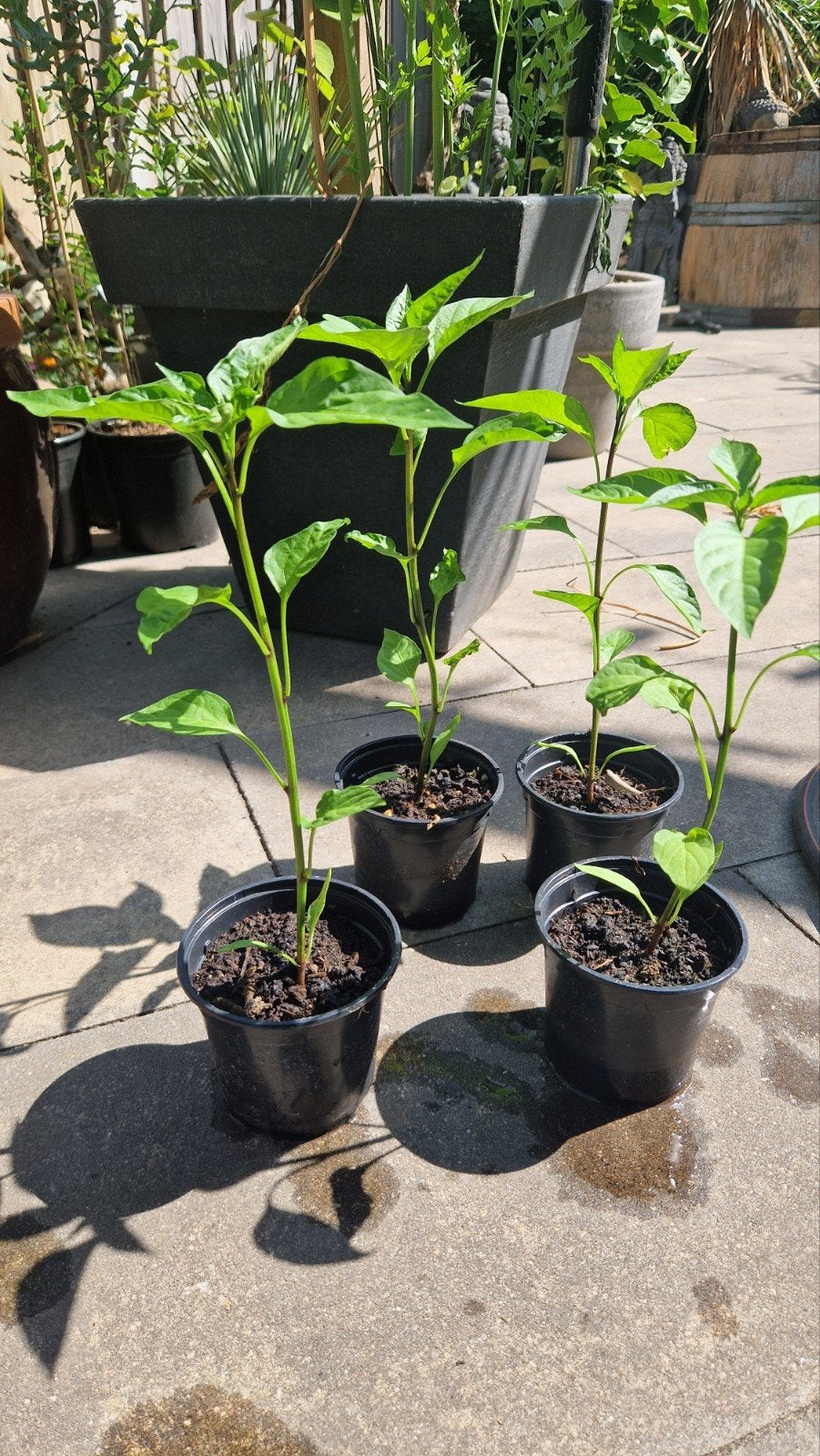 4 Peperplanten uit nassie pakket, Tuin en Terras, Planten | Tuinplanten, Ophalen, Volle zon, Eenjarig, Zomer