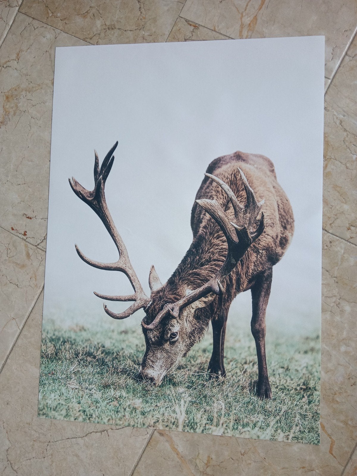 Poster hert met gewei 50x70, Ophalen, A1 t/m A3
