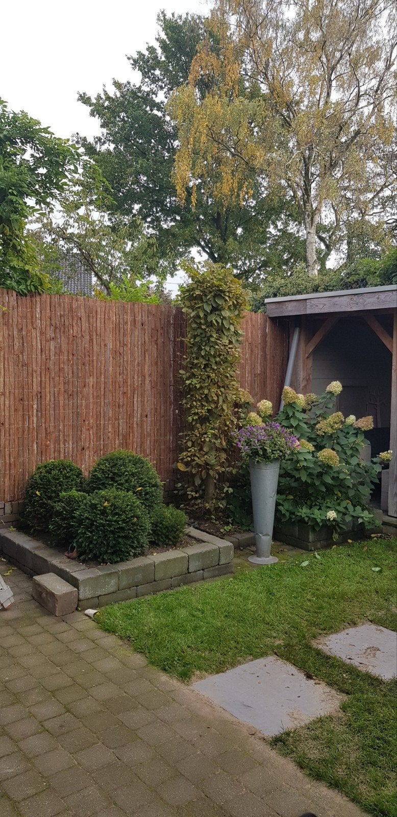 2 Haagbeuk Zuilbomen (Carpinus Betulus) - 3 meter hoog, Lente, 250 tot 400 cm, Zuilboom, Ophalen