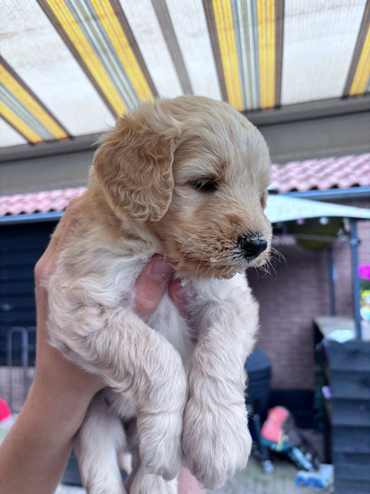 Goldendoodle pups abrikoos met fleece vacht, Dieren en Toebehoren, Parvo, Overige rassen, 8 tot 15 weken, Meerdere