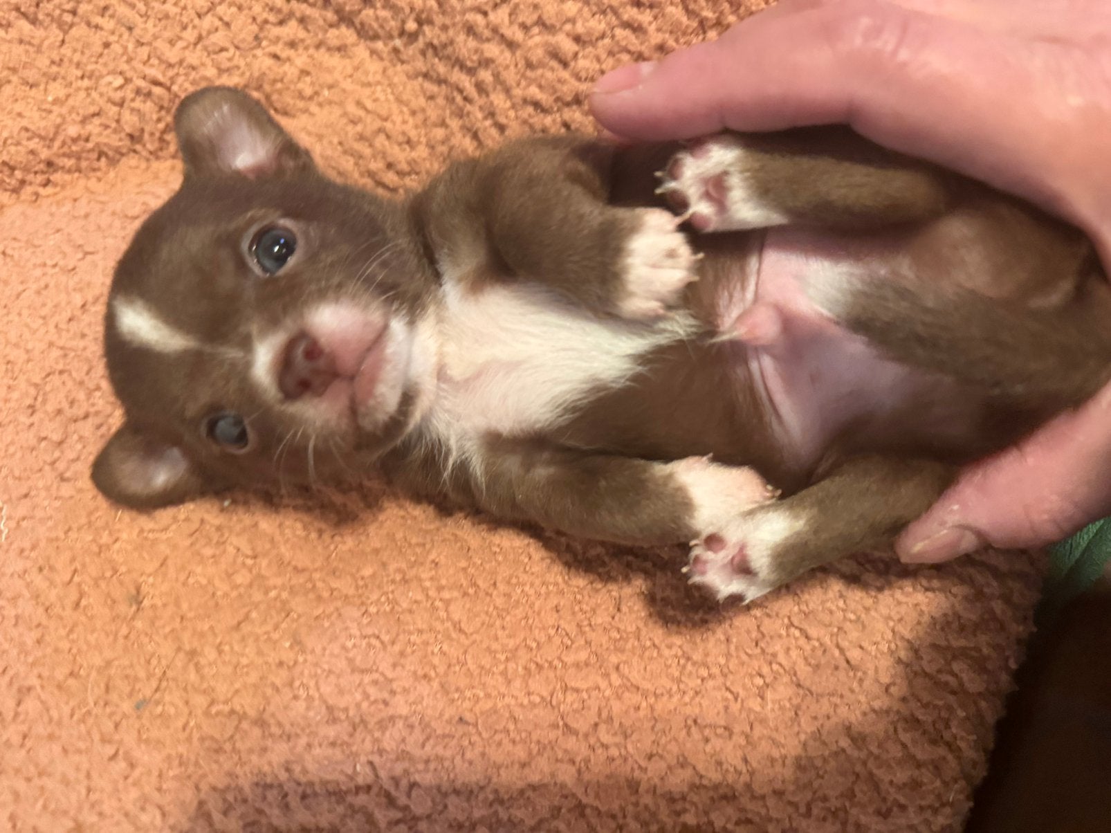 Prachtige rasechte Chihuahua pups, Parvo, 8 tot 15 weken, Meerdere, Meerdere dieren