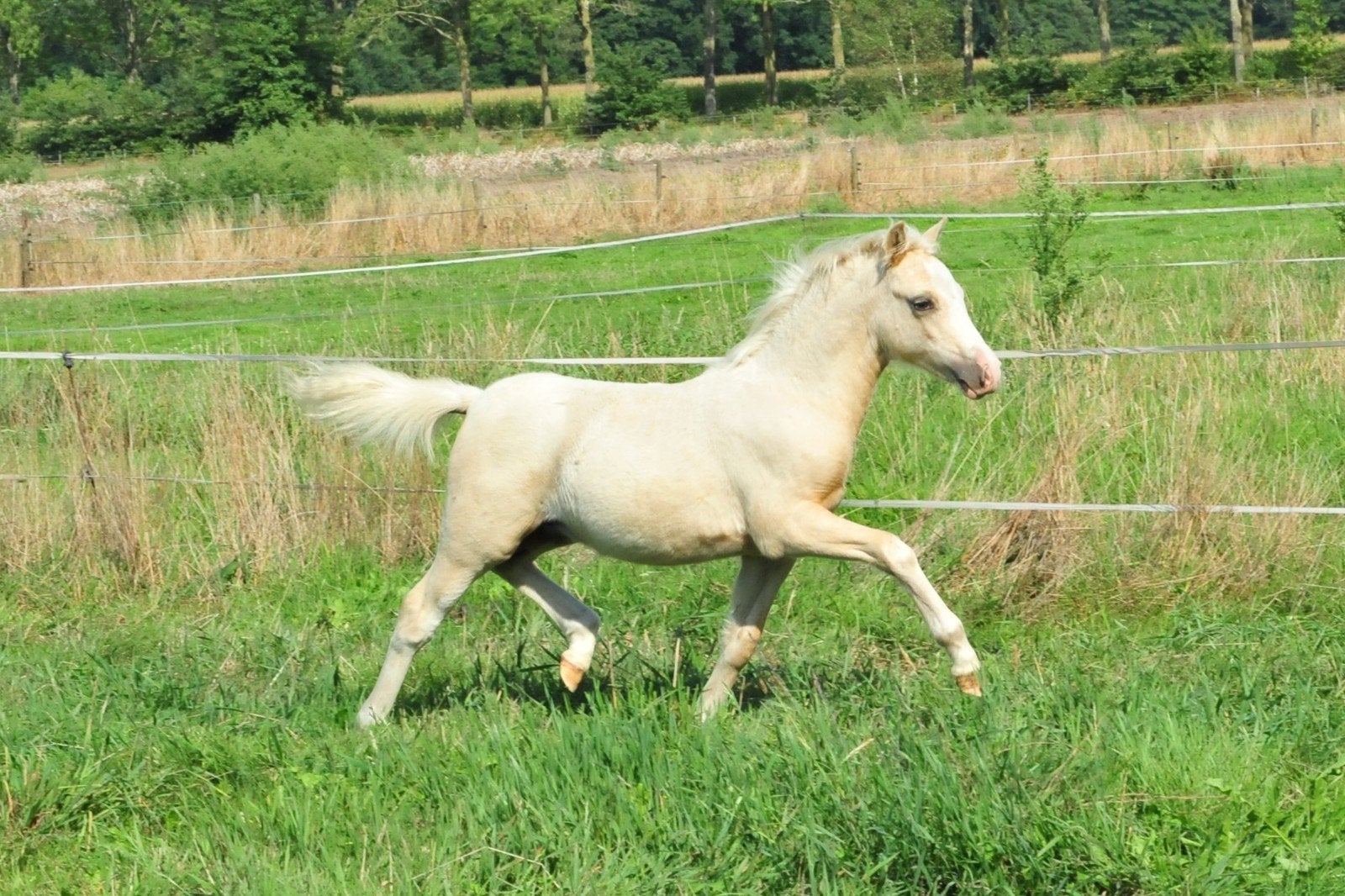 Droomkoppel alert! Twee palomino Welsh A hengstveulens, Dieren en Toebehoren, Hengst, Met stamboom, 0 tot 2 jaar