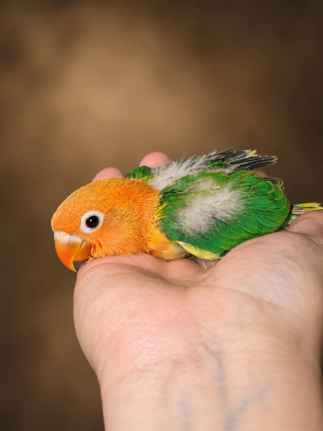 PRACHTIGE Jonge Agapornis Fischeri, Geslacht onbekend, Dwergpapegaai of Agapornis, Tam