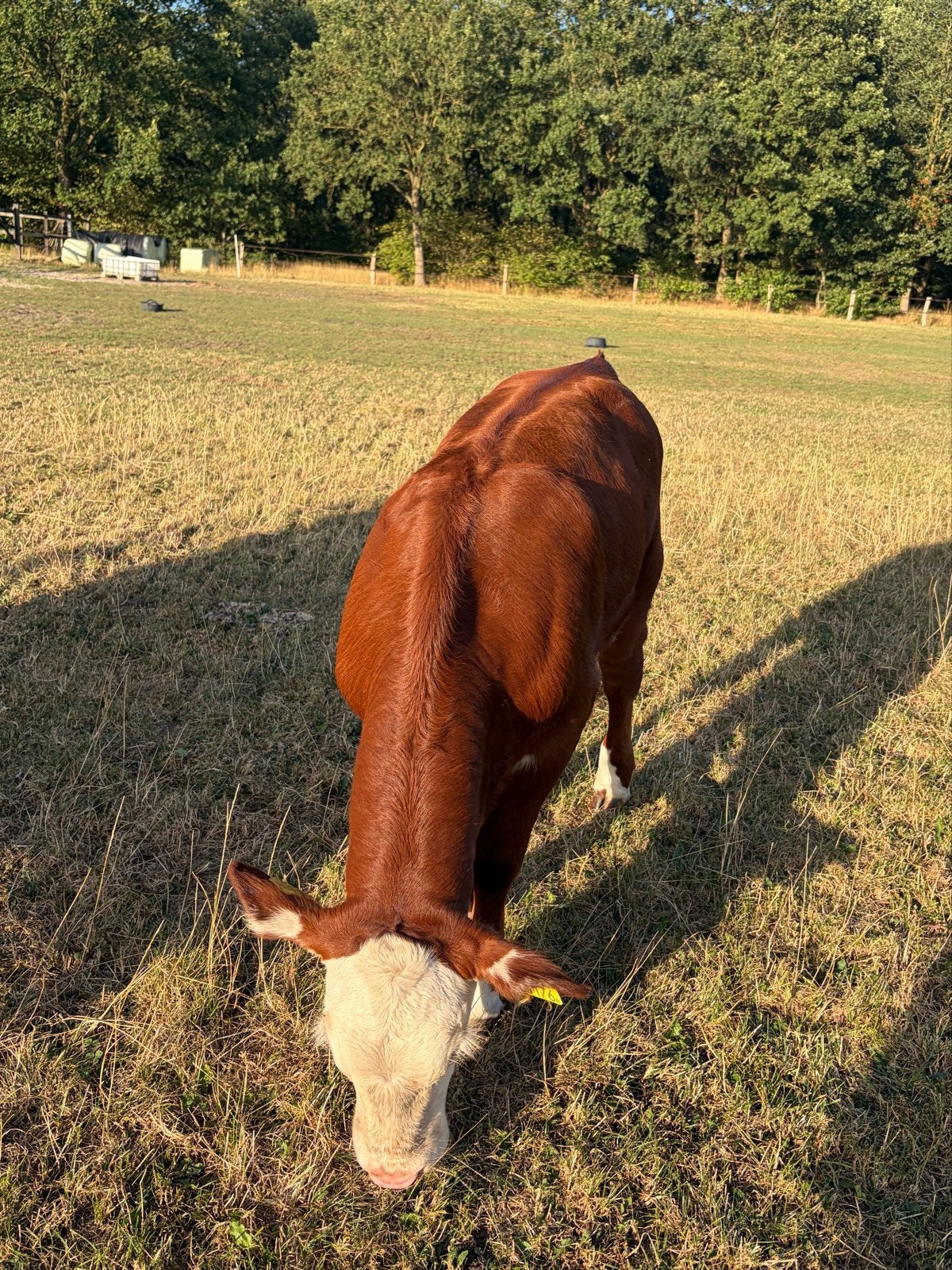 Prachtig Hereford stierkalf – stamboek / dekstier, Dieren en Toebehoren, Mannelijk, 0 tot 2 jaar