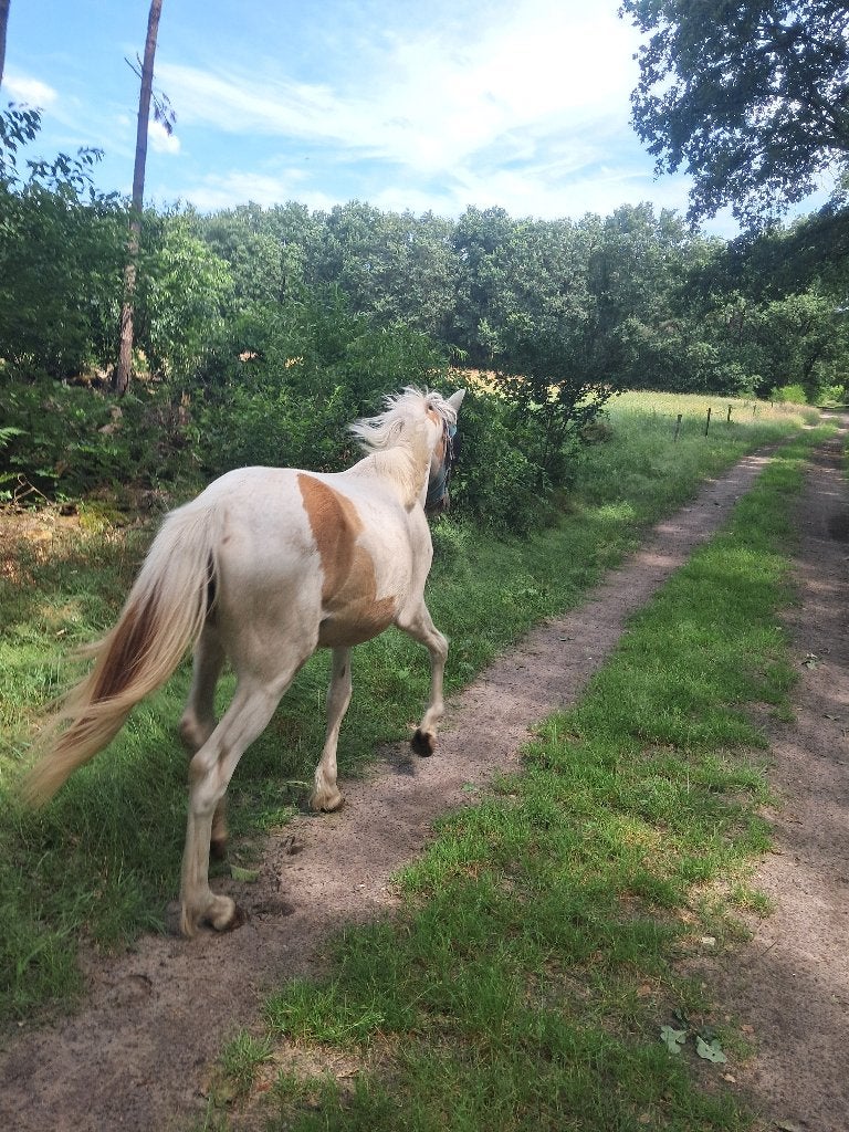 Fjord x warmbloed merrie jaarling palomino bont, Dieren en Toebehoren, Merrie, Minder dan 160 cm, Niet van toepassing, 0 tot 2 jaar