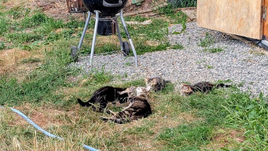 Indoor outdoor female kittens, Dieren en Toebehoren, Katten en Kittens | Overige Katten, Poes, Kortharig, 0 tot 2 jaar
