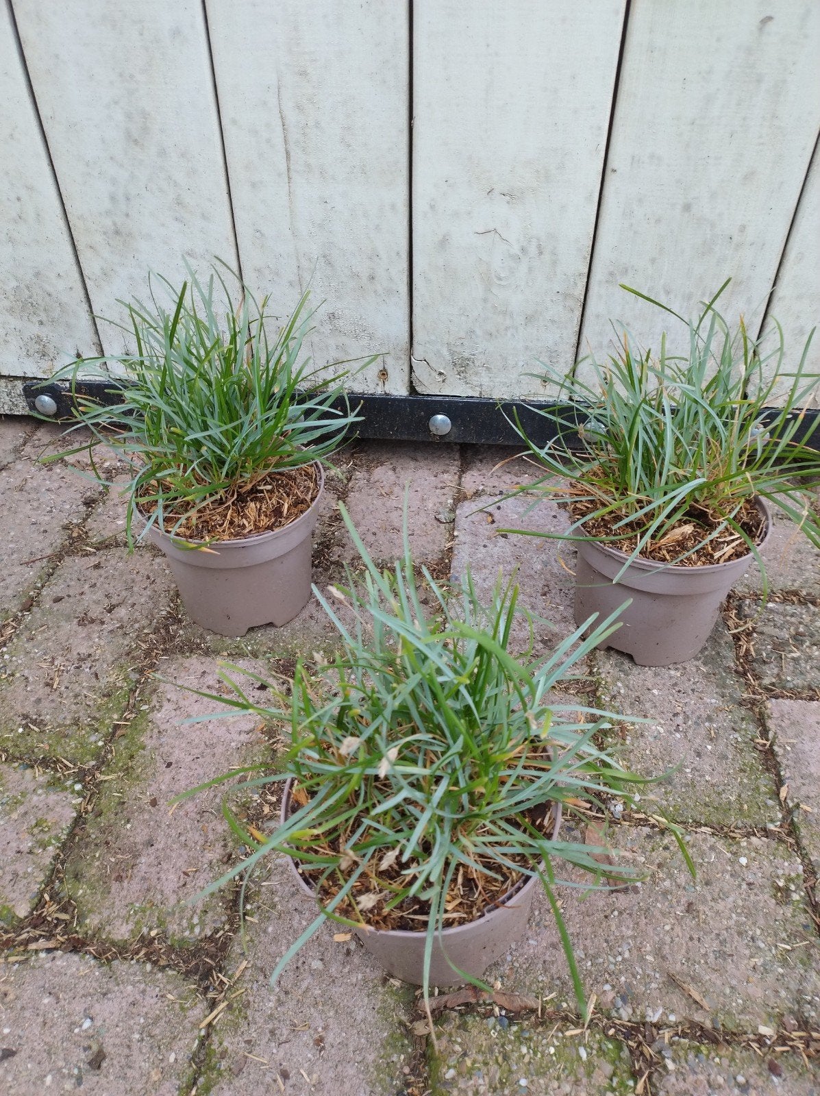 grote maat sesleria caerulea siergrassen. blauw gras C1, Vaste plant, Siergrassen, Ophalen of Verzenden, Halfschaduw
