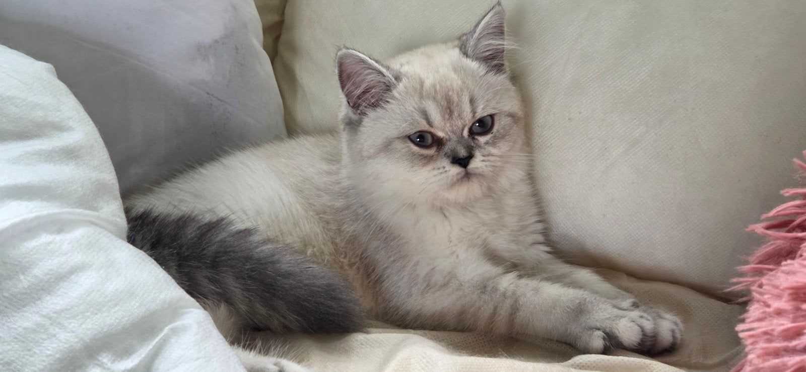 100% britse korthaar kitten, Poes, Gechipt, 0 tot 2 jaar