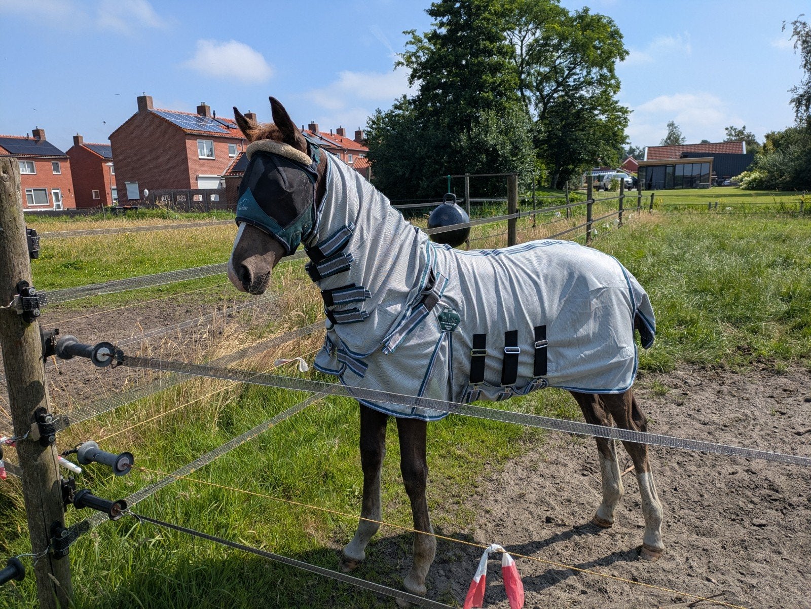 2 mooie dames mogen per direct naar nieuw huisje, Dieren en Toebehoren, Merrie, Dressuurpaard, Met stamboom, 0 tot 2 jaar