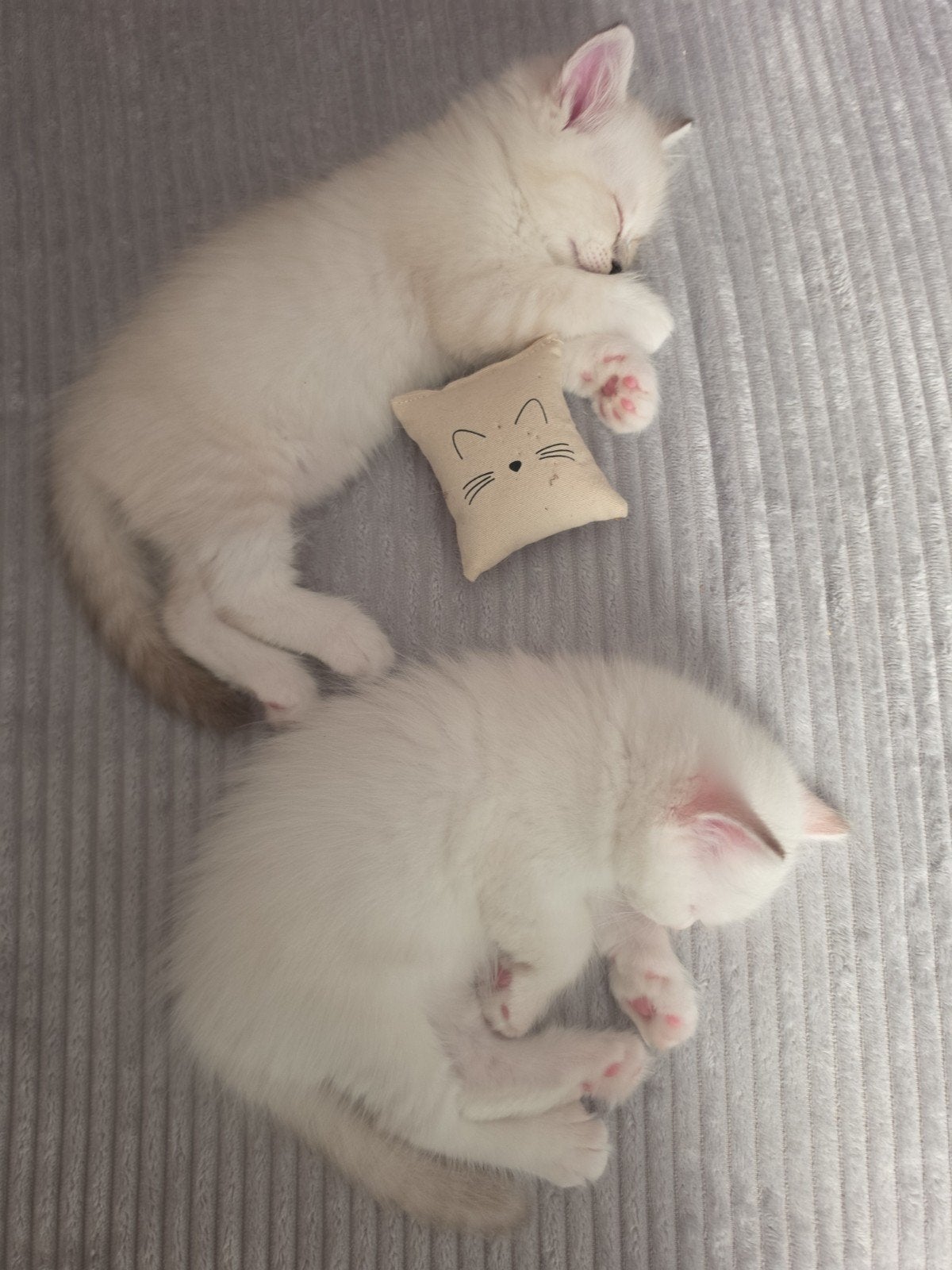 3 Prachtige Ragdoll  Siberische kittens, Meerdere dieren, Ontwormd, 0 tot 2 jaar