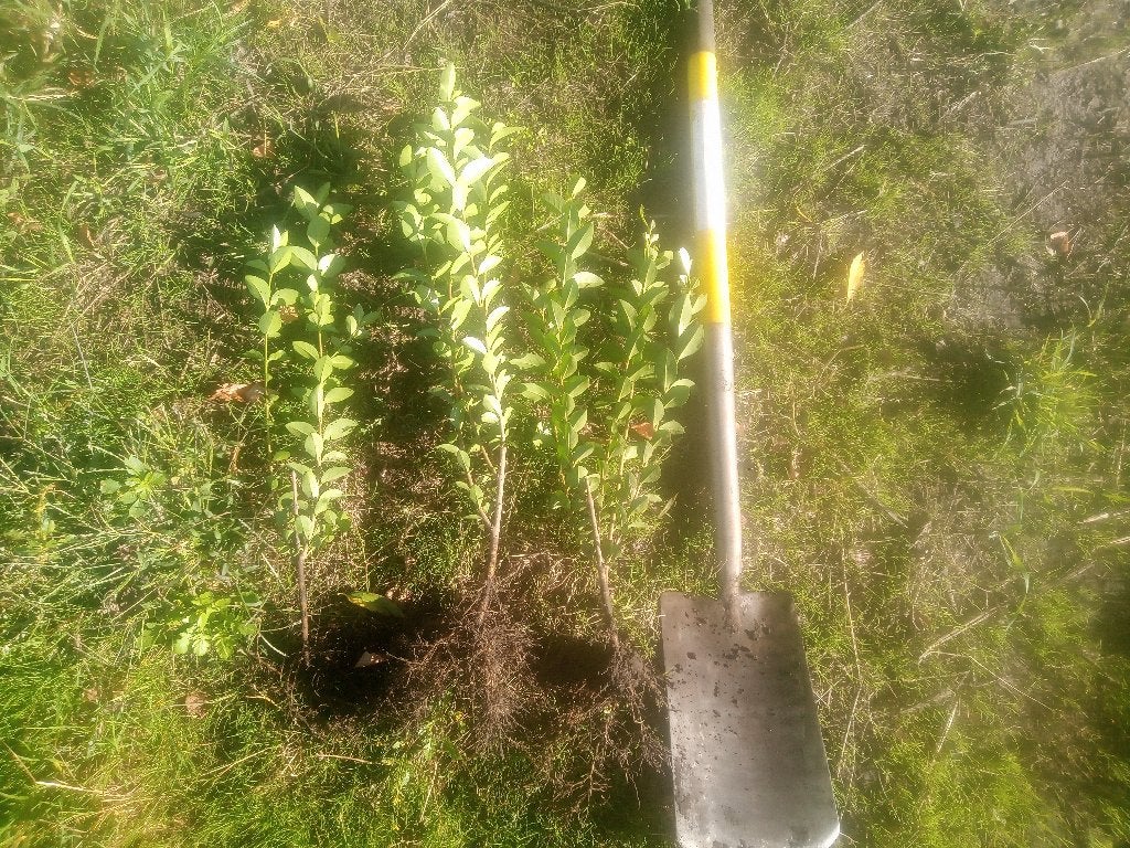 Liguster: Groenblijvende Haagplanten voor een Dichte Haag, Tuin en Terras, Planten | Struiken en Hagen, Ophalen, Liguster, Haag