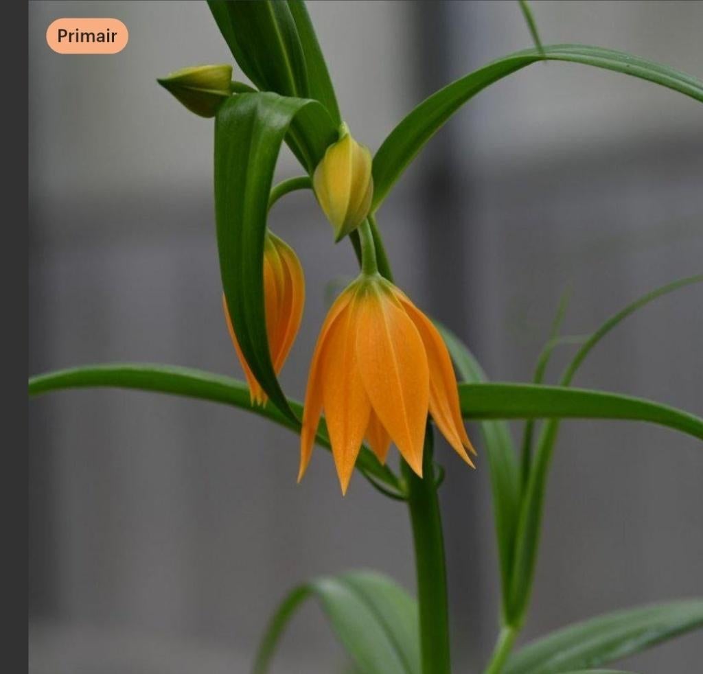 Littonia modesta zaden, Verzenden, Voorjaar, Volle zon, Zaad